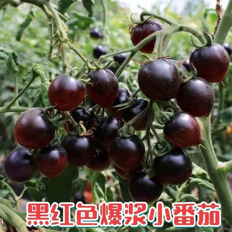 糖水黑番茄种子黑西红柿种子小番茄种子耐热耐寒200粒