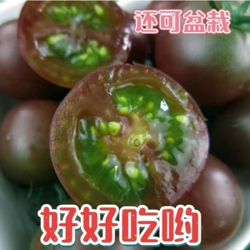 糖水黑番茄种子黑西红柿种子小番茄种子耐热耐寒200粒