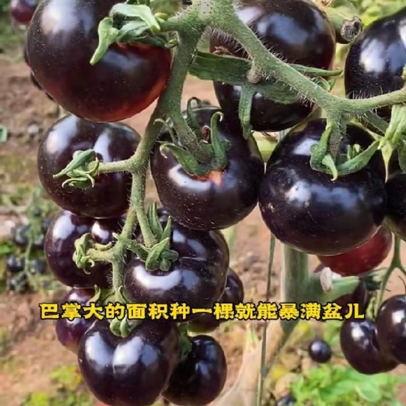 糖水黑番茄种子黑西红柿种子小番茄种子耐热耐寒200粒