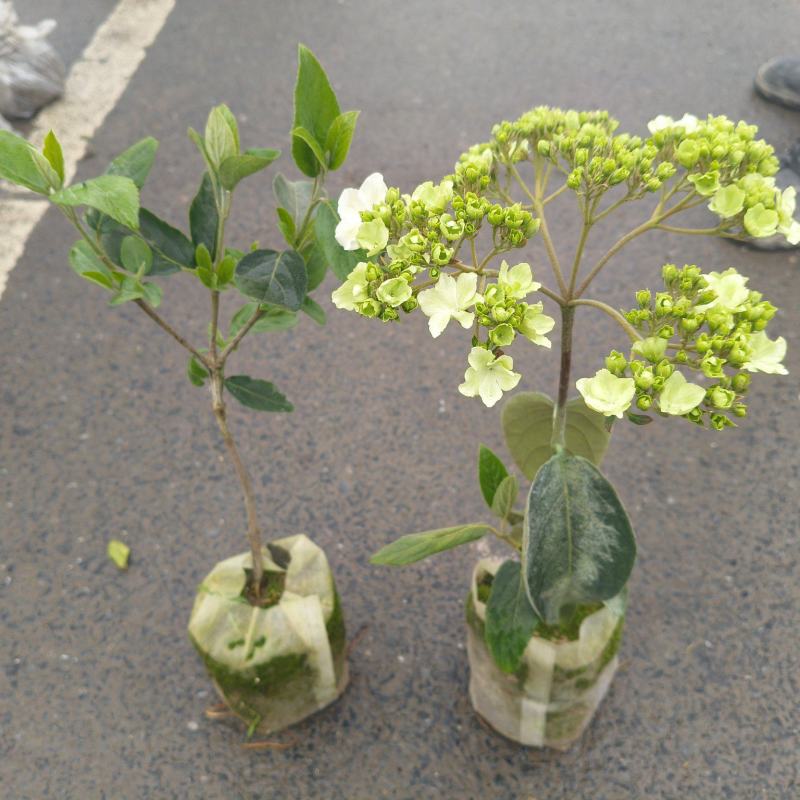 中华木绣球小容器苗，价格优惠，质量保证，欢迎订购。