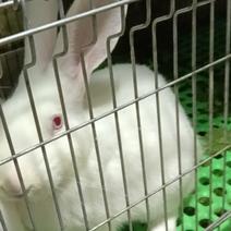 兔子肉兔