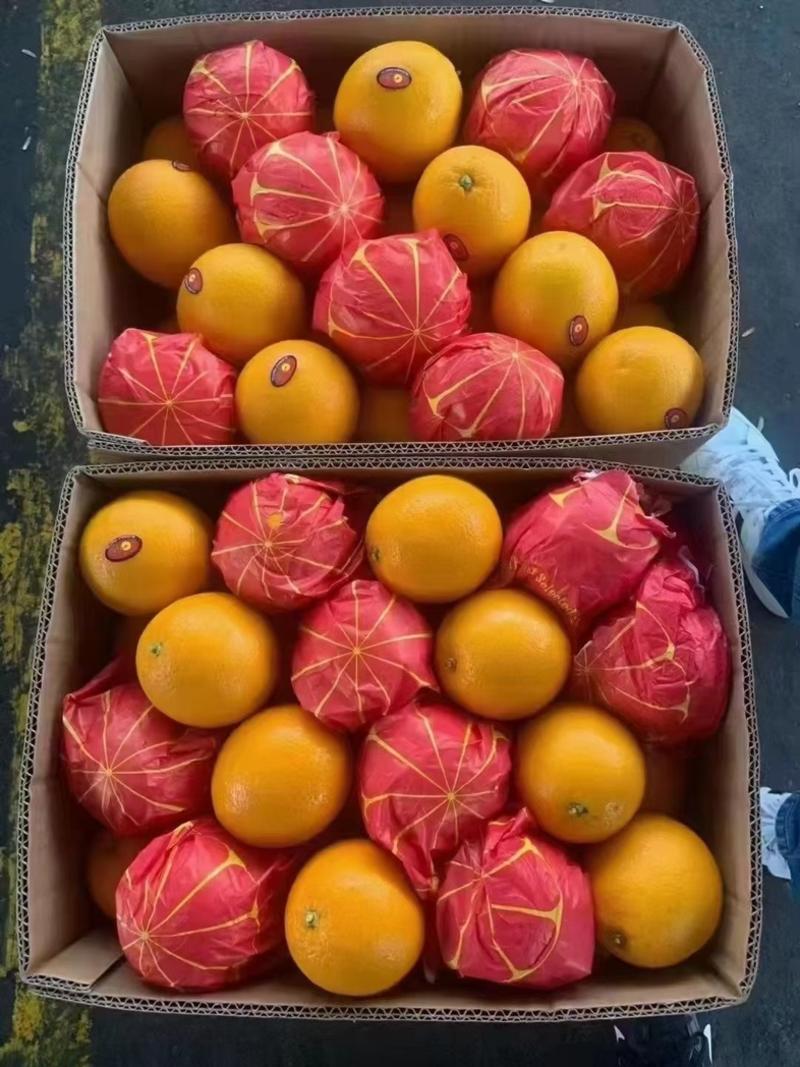 进口橙埃及橙进口酸橙各规格一级二级精品