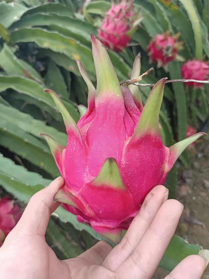 红心火龙果