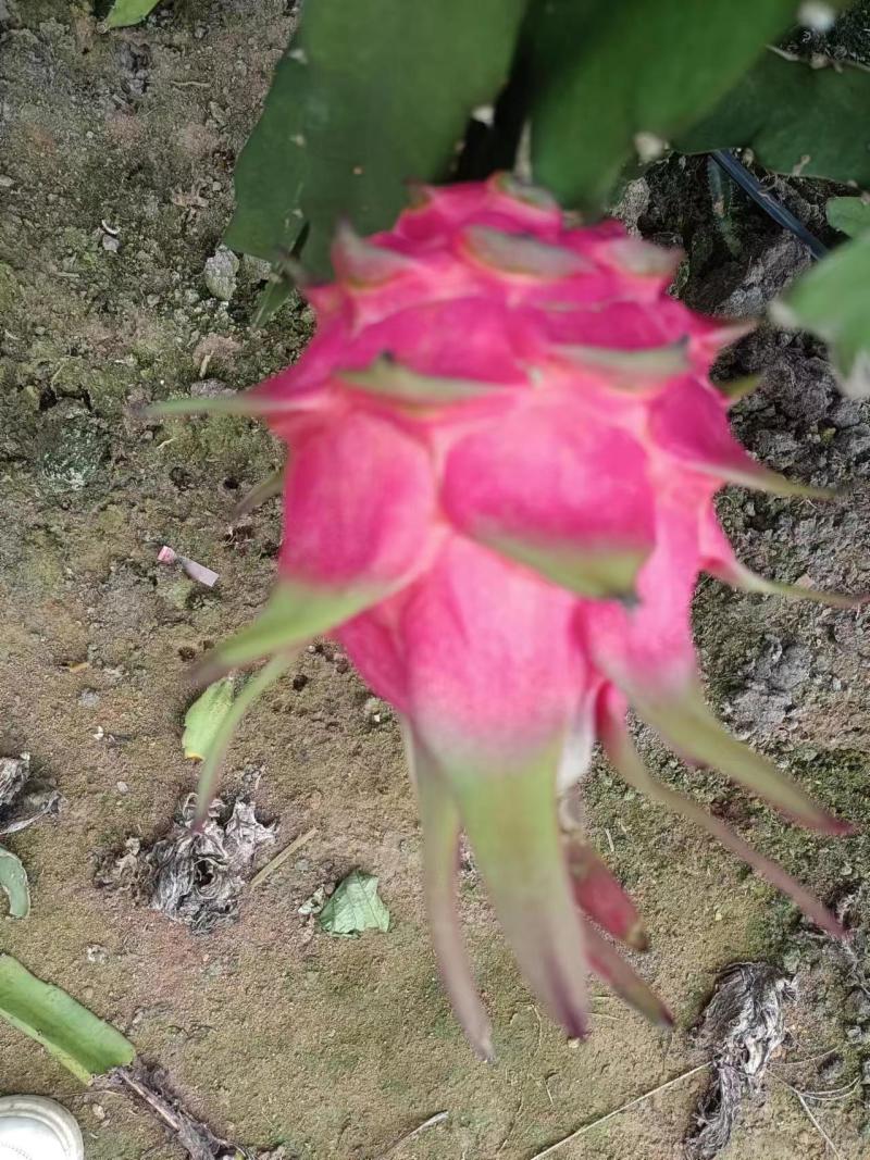 红心火龙果