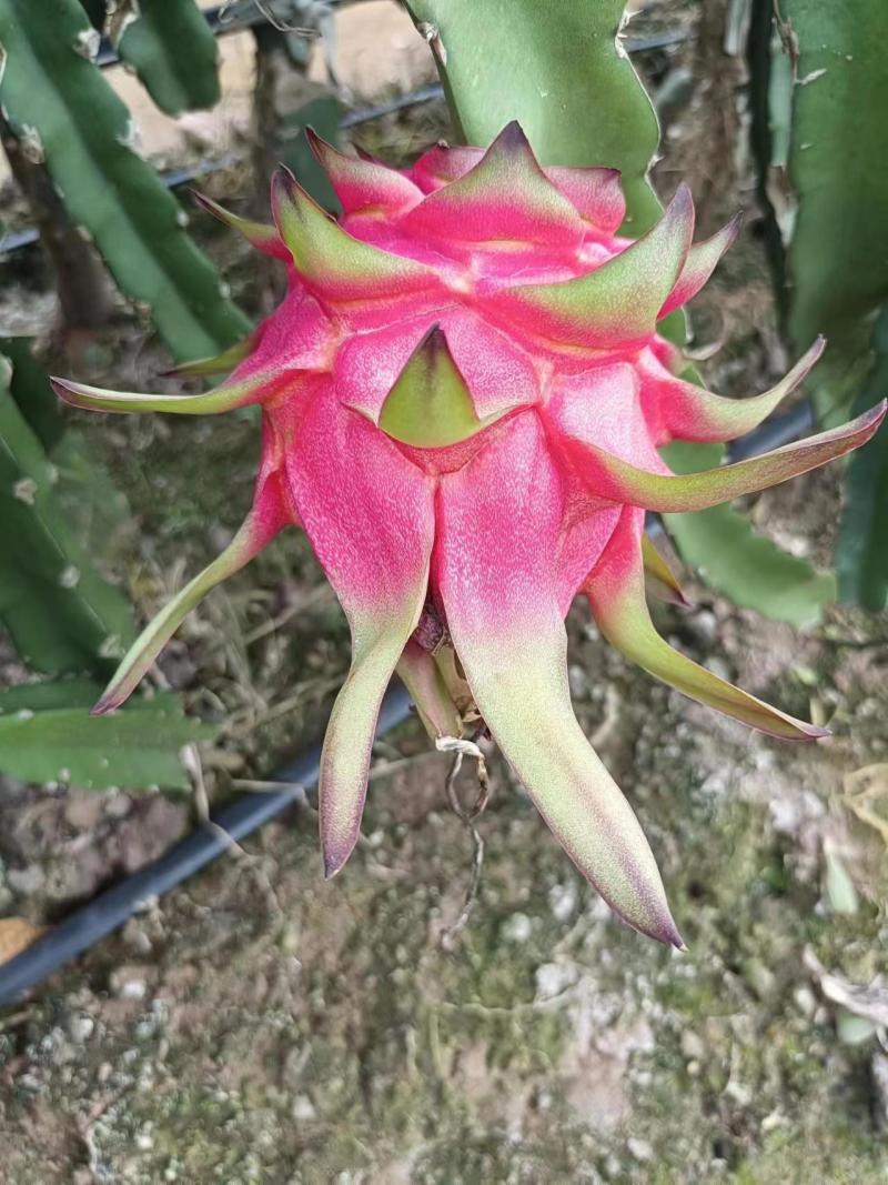 红心火龙果