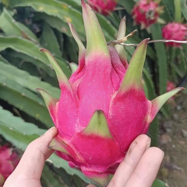 红心火龙果
