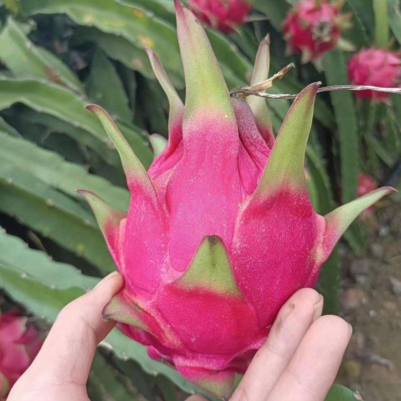 红心火龙果