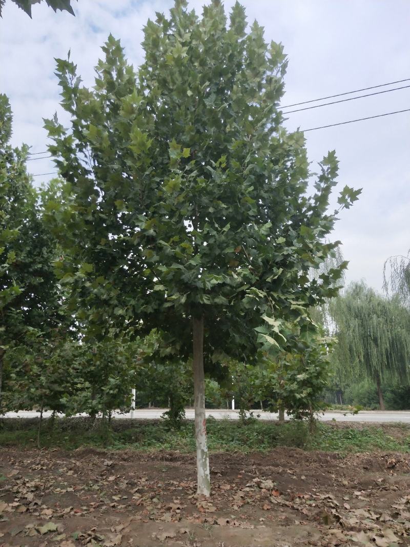 法桐树
