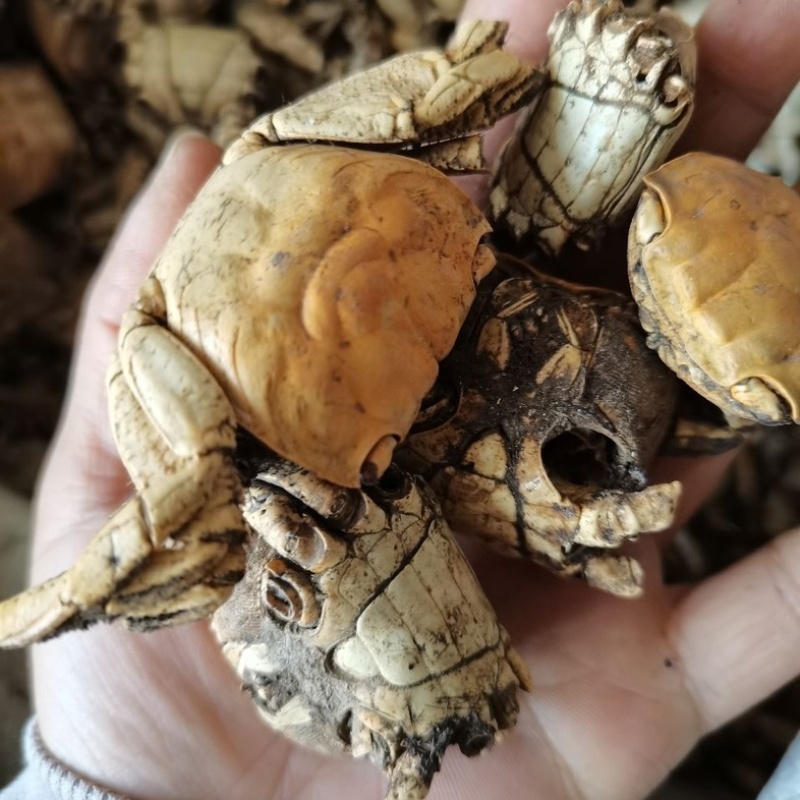 方海螃蟹壳螃蟹骨螃蟹壳子