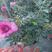 欧月玫瑰，月季，四季玫瑰，欧洲月季，盆栽，带花苞发货