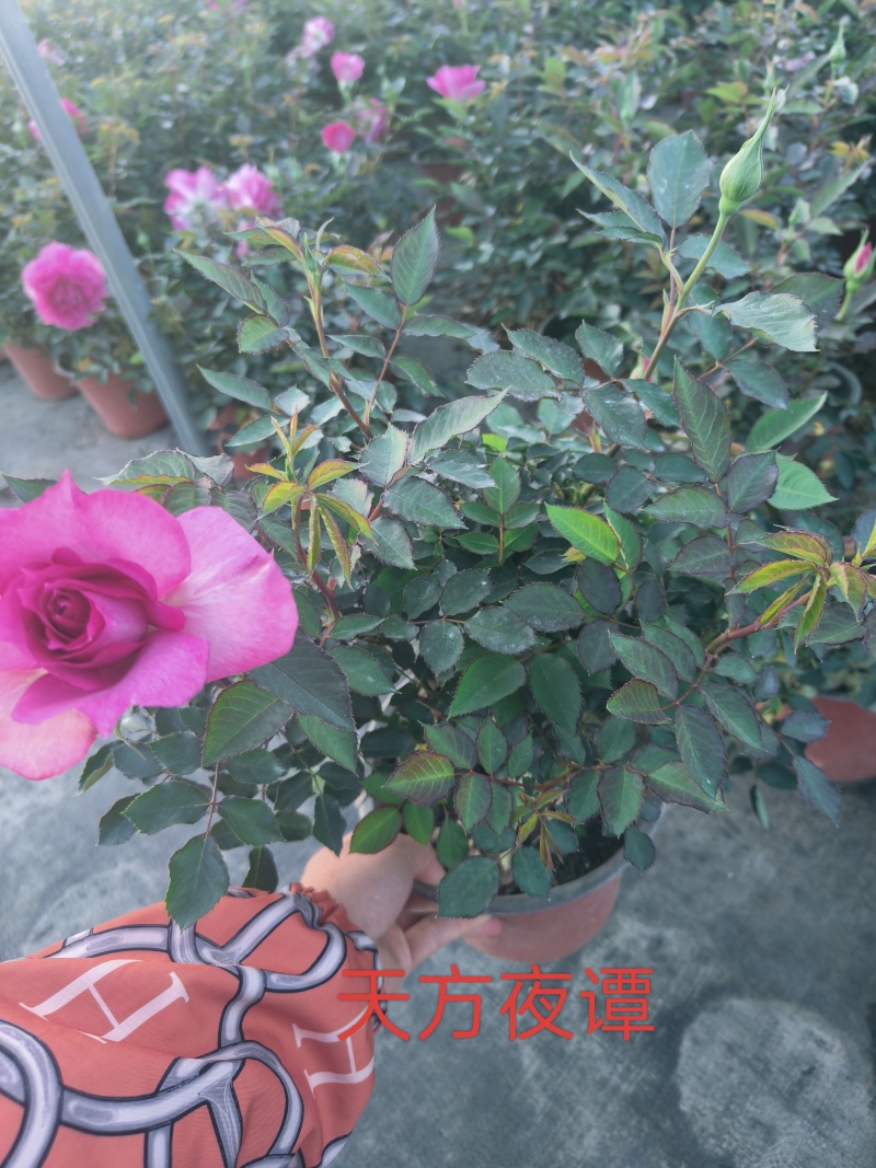 欧月玫瑰，月季，四季玫瑰，欧洲月季，盆栽，带花苞发货
