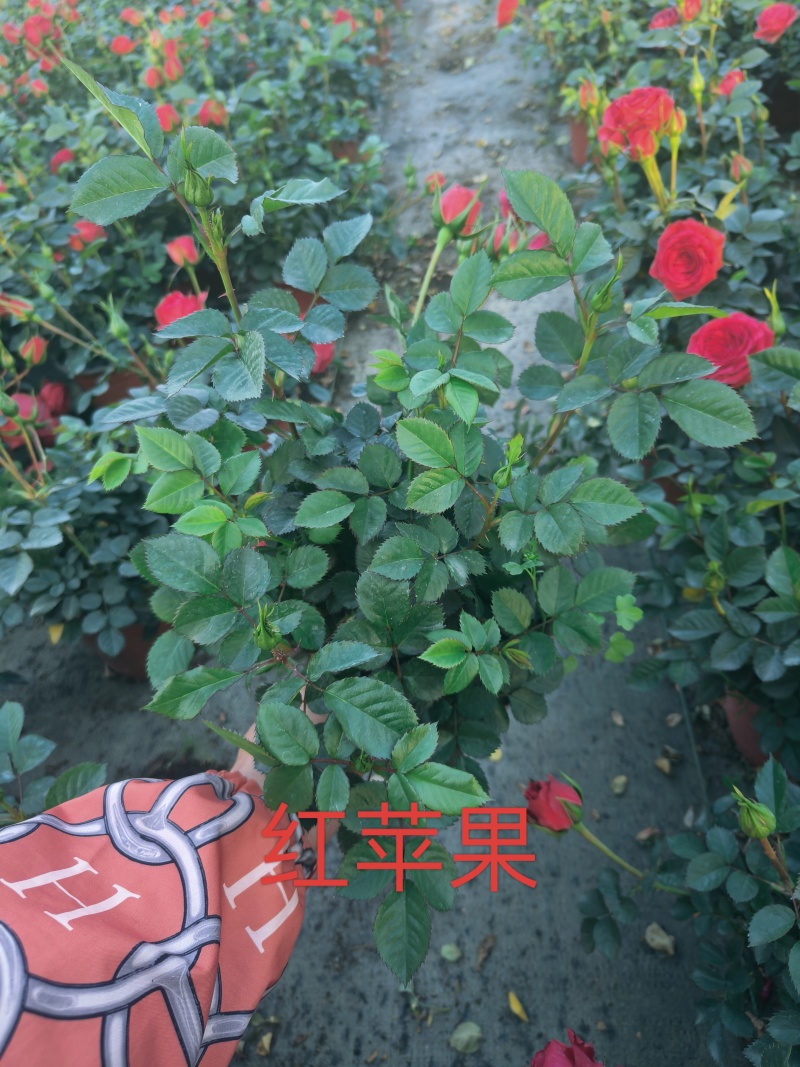 欧月玫瑰，月季，四季玫瑰，欧洲月季，盆栽，带花苞发货