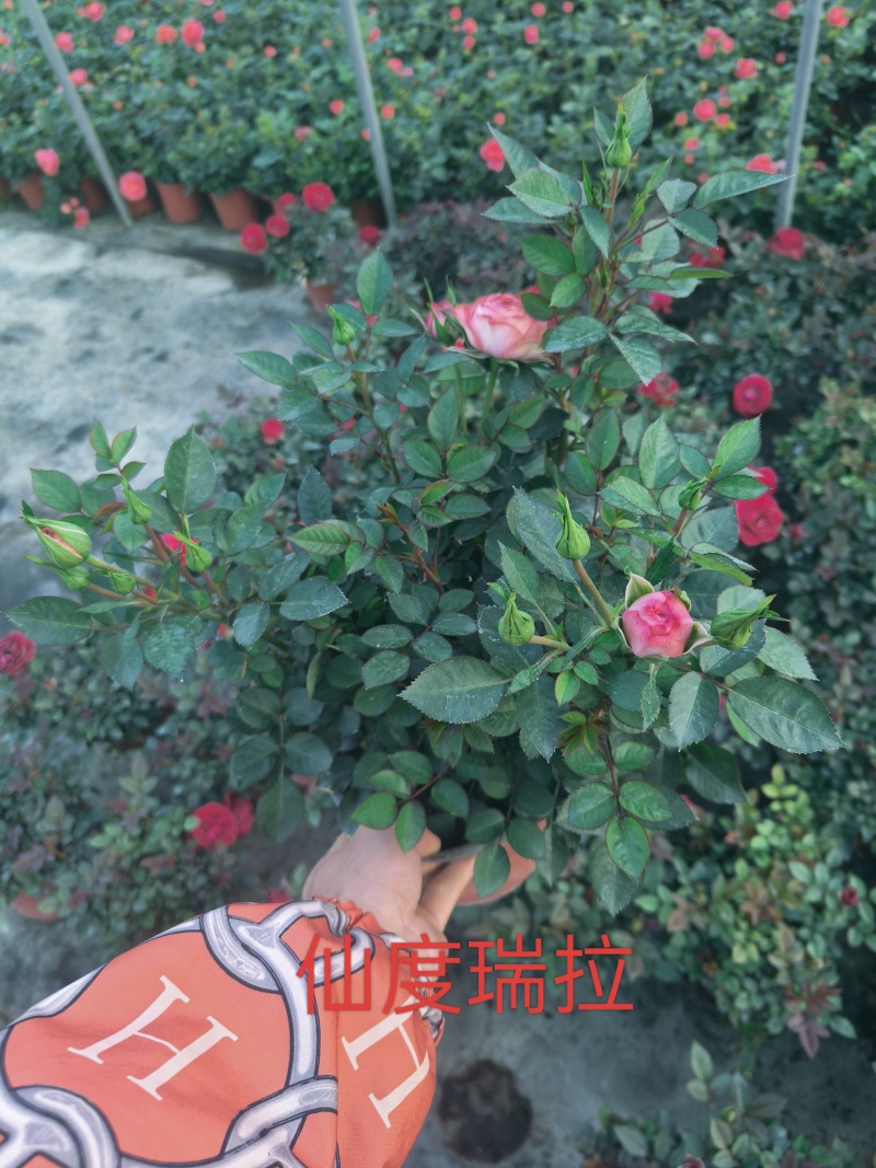 欧月玫瑰，月季，四季玫瑰，欧洲月季，盆栽，带花苞发货