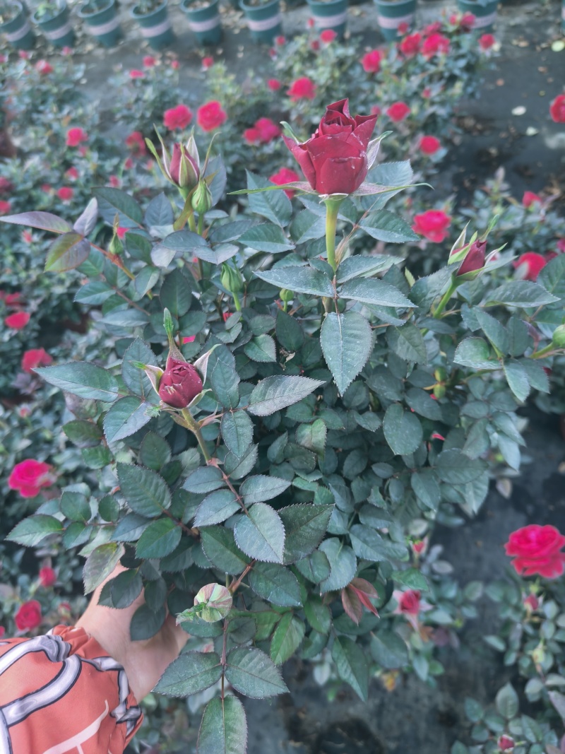 欧月玫瑰，月季，四季玫瑰，欧洲月季，盆栽，带花苞发货