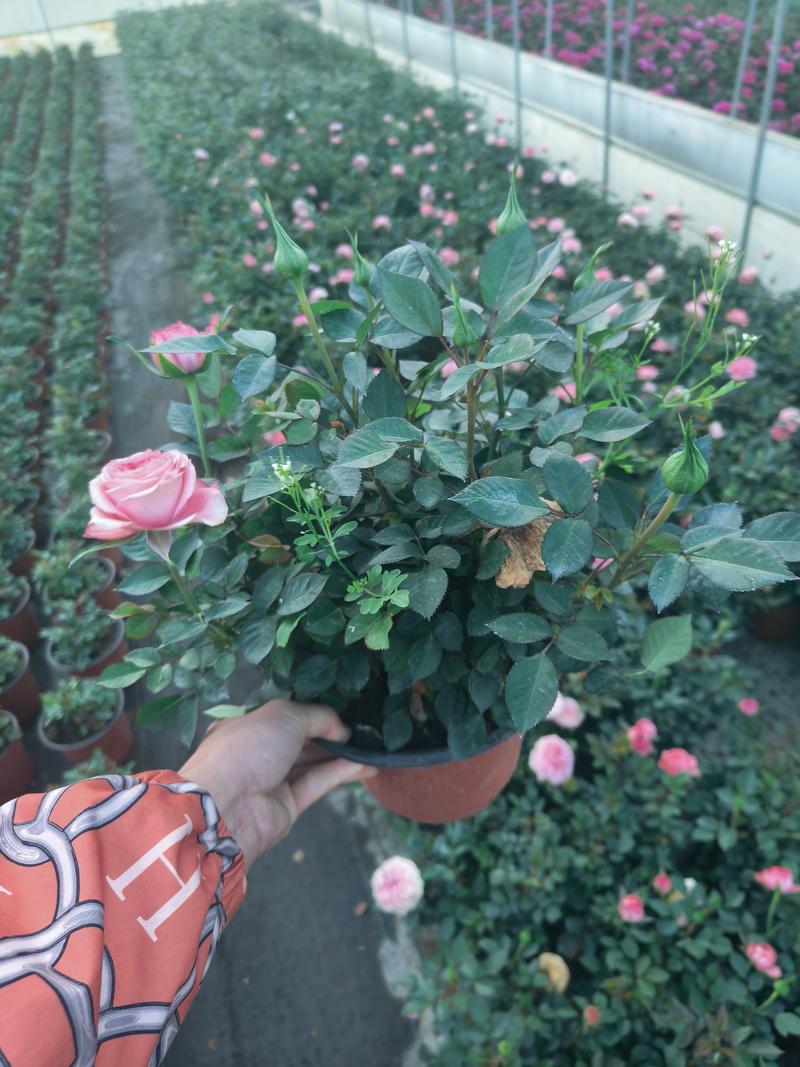 欧月玫瑰，月季，四季玫瑰，欧洲月季，盆栽，带花苞发货