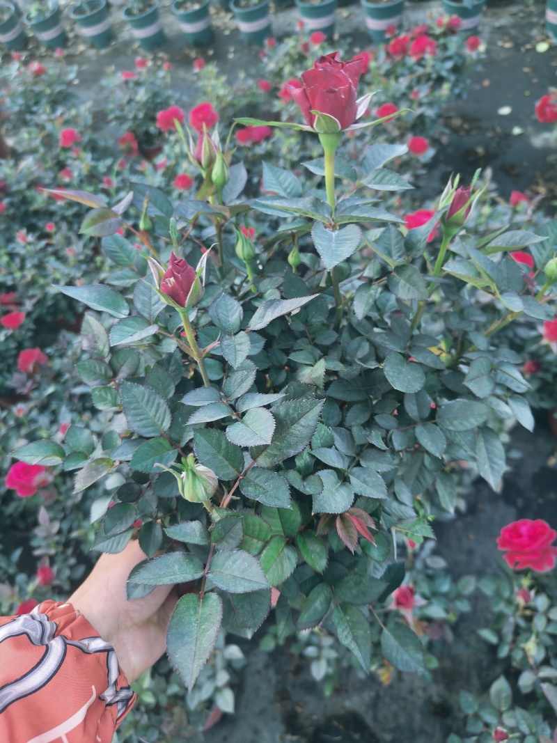 欧月玫瑰，月季，四季玫瑰，欧洲月季，盆栽，带花苞发货