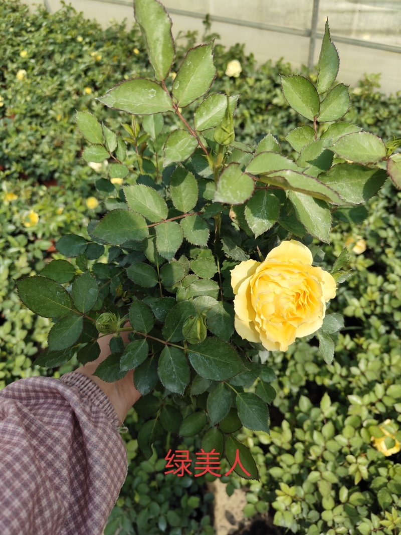 欧月玫瑰，月季，四季玫瑰，欧洲月季，盆栽，带花苞发货