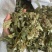 淫羊藿东北淫羊藿淫羊仙灵脾不掺假正品淫羊藿
