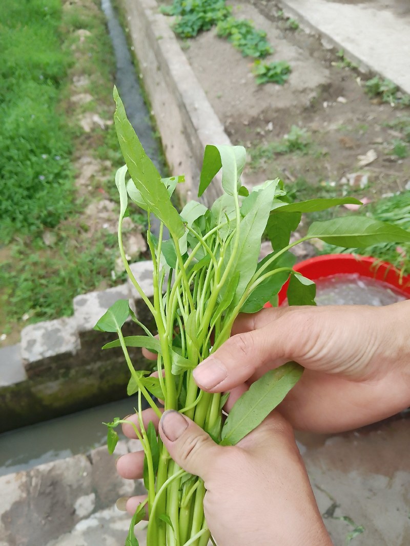 特靓空心菜批发