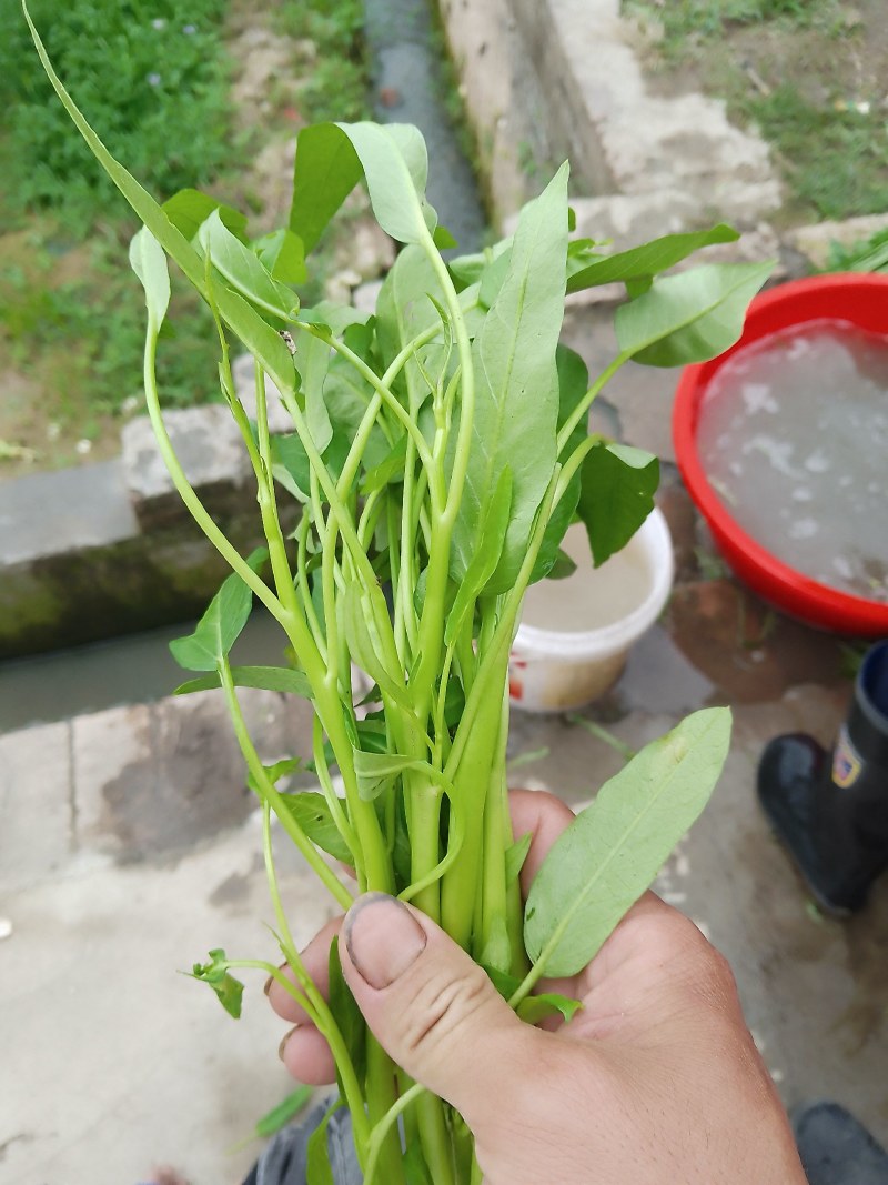 特靓空心菜批发