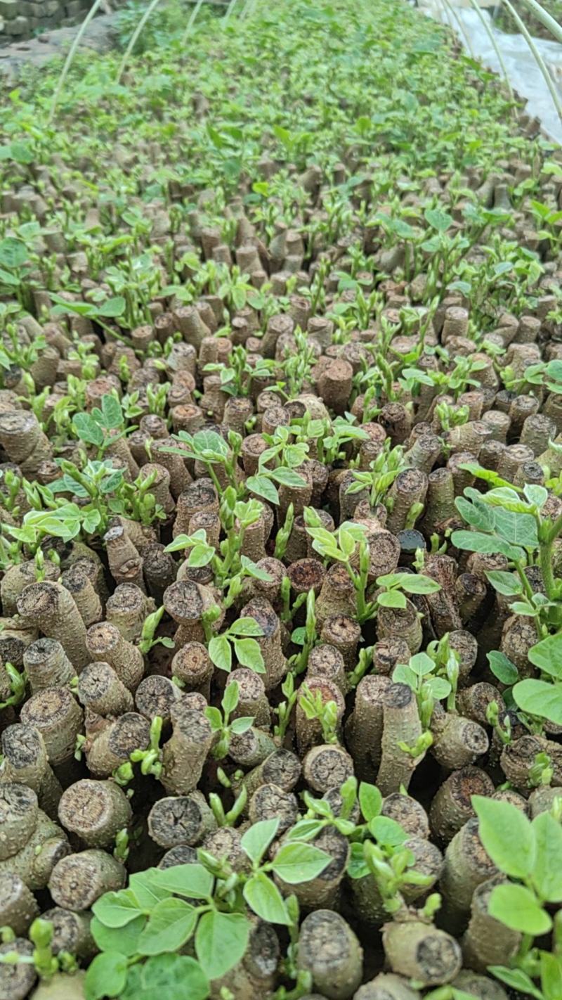 无渣粉葛苗带芽苗带芽苗葛根种苗绿化苗免育苗