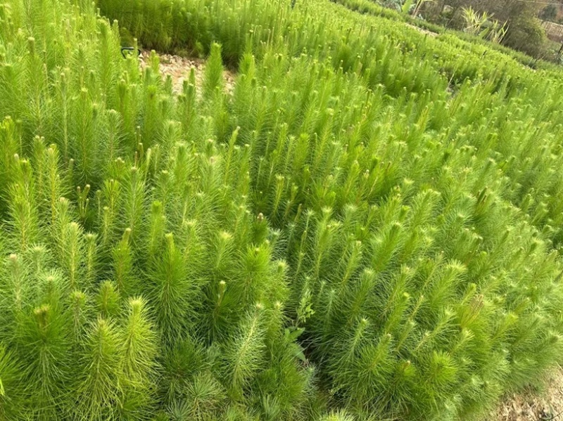 马尾松