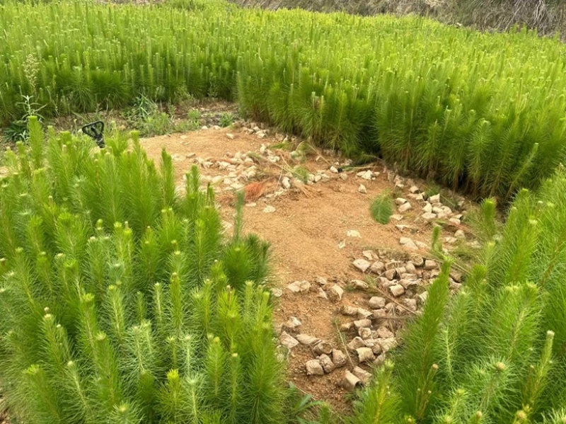 马尾松