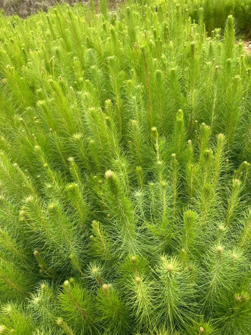 马尾松