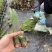湿地松