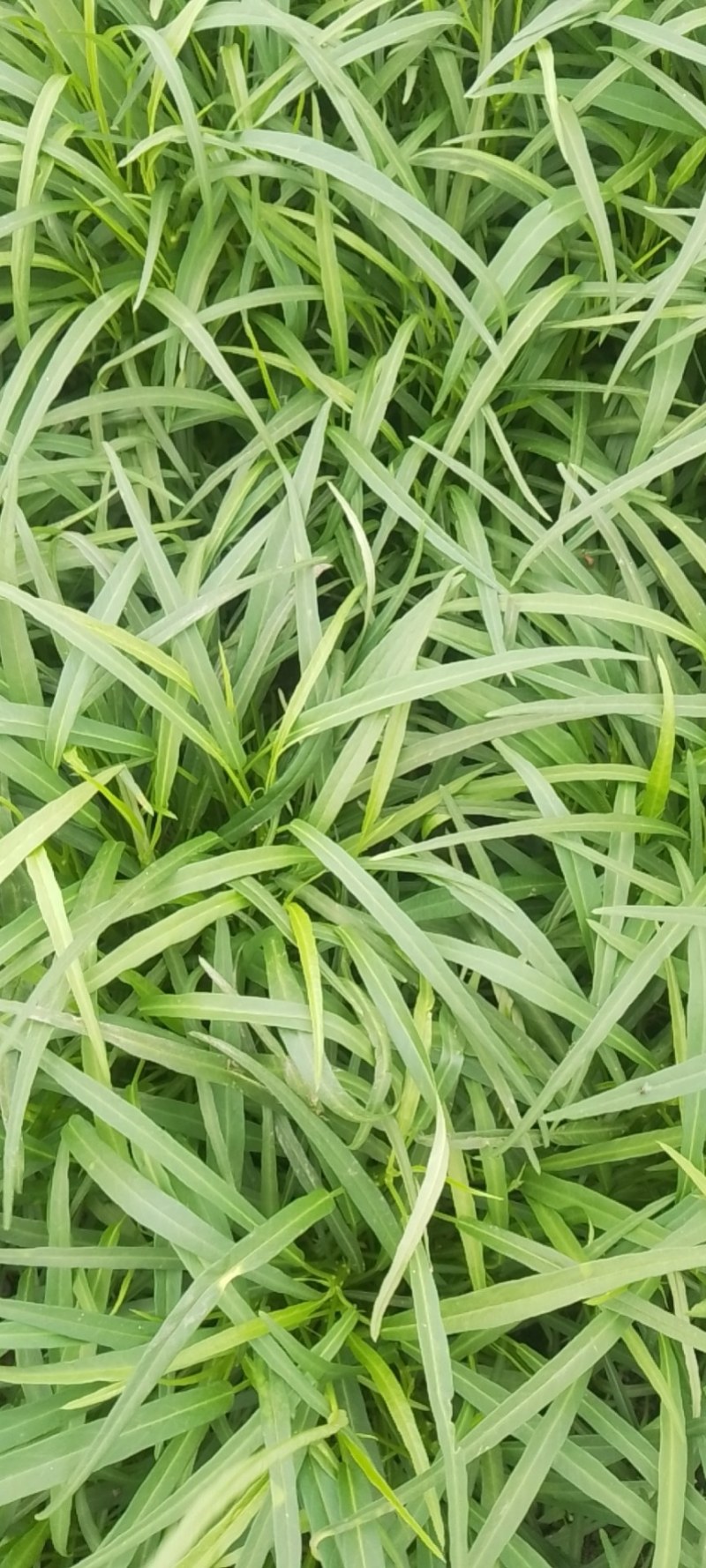 空心菜现货批发