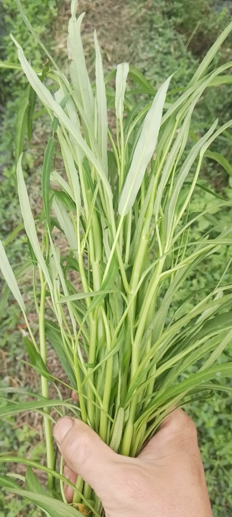 空心菜现货批发