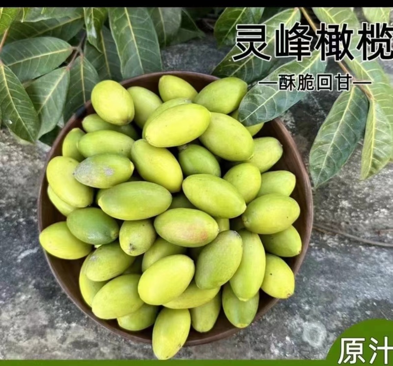源自闽清优质甜橄榄核心产区，工厂直供，可满足各大平台订单