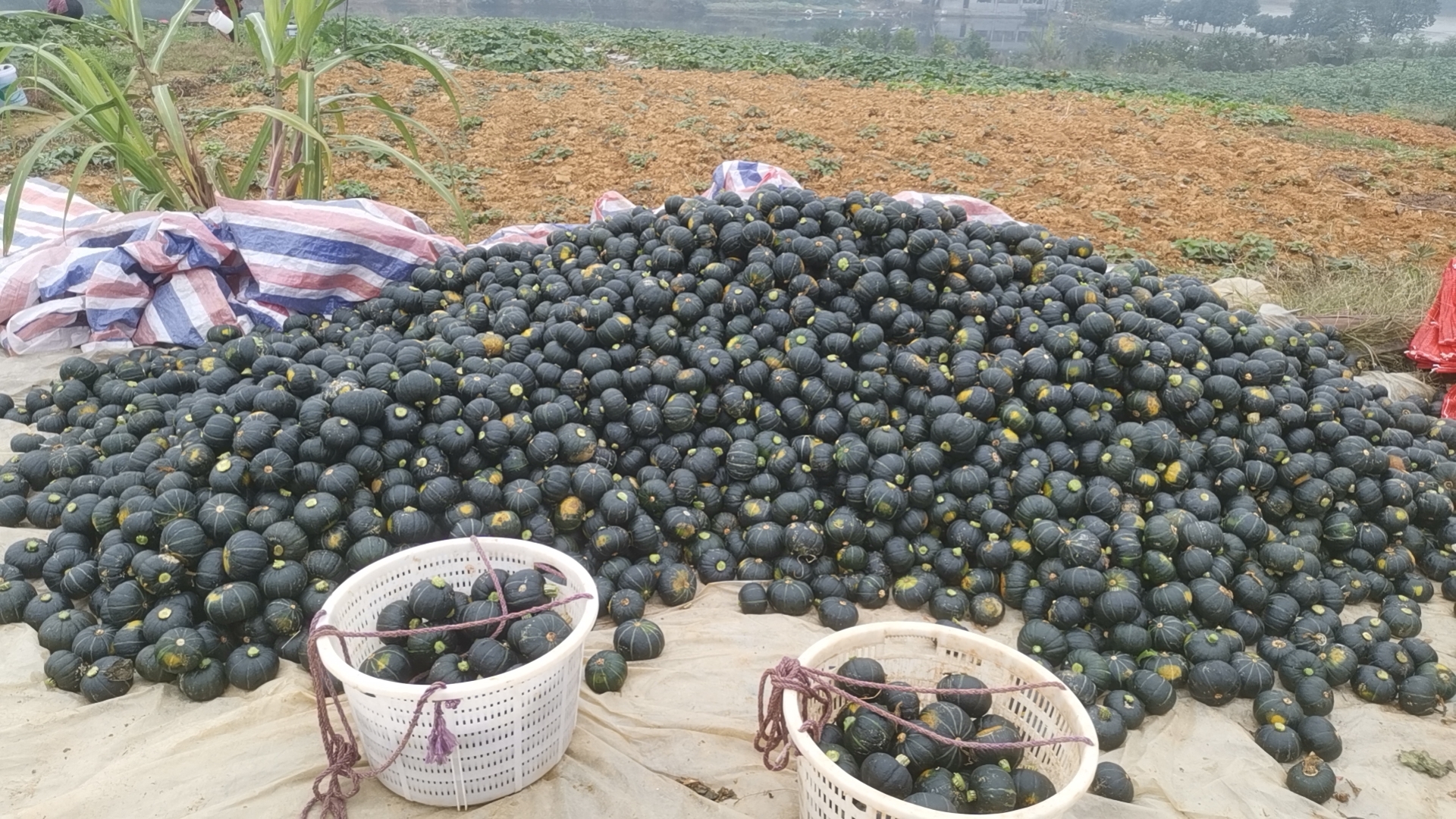 贝贝南瓜种植基地航拍图