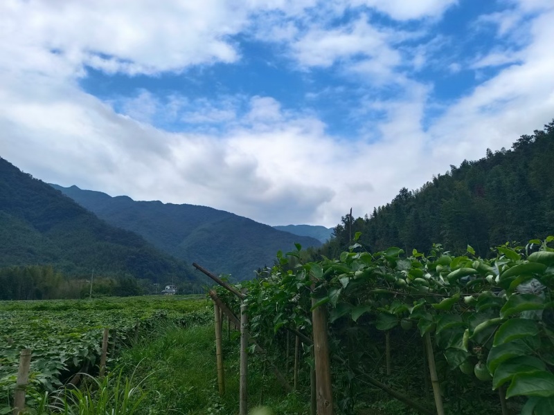 正中钦蜜九号黄金百香果，请大家看清楚是种植基地，预售预售