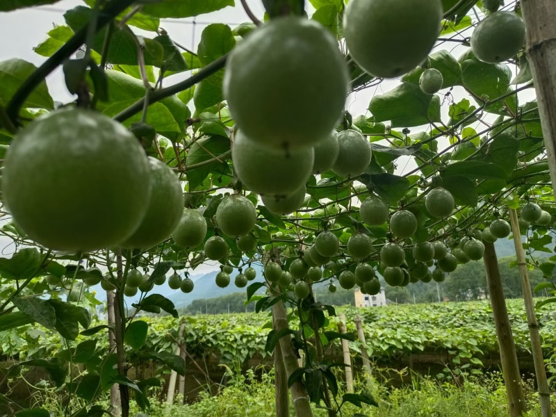 正中钦蜜九号黄金百香果，请大家看清楚是种植基地，预售预售