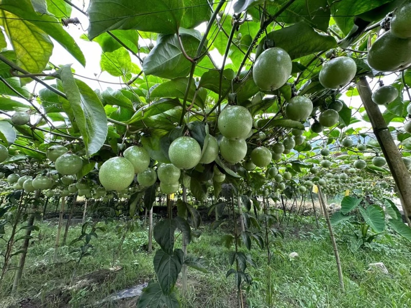 正中钦蜜九号黄金百香果，请大家看清楚是种植基地，预售预售