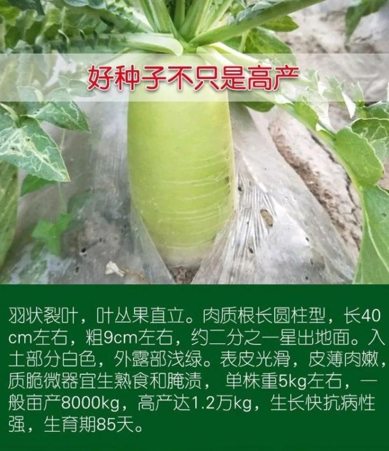 青首萝卜种子适合秋季栽培甜脆长约40厘米粗9厘米