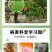 40%克菌丹悬浮剂克菌舟苹果树斑点落叶病克菌单清杀菌剂