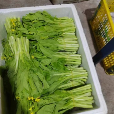 白菜苔靓货