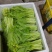 白菜苔靓货
