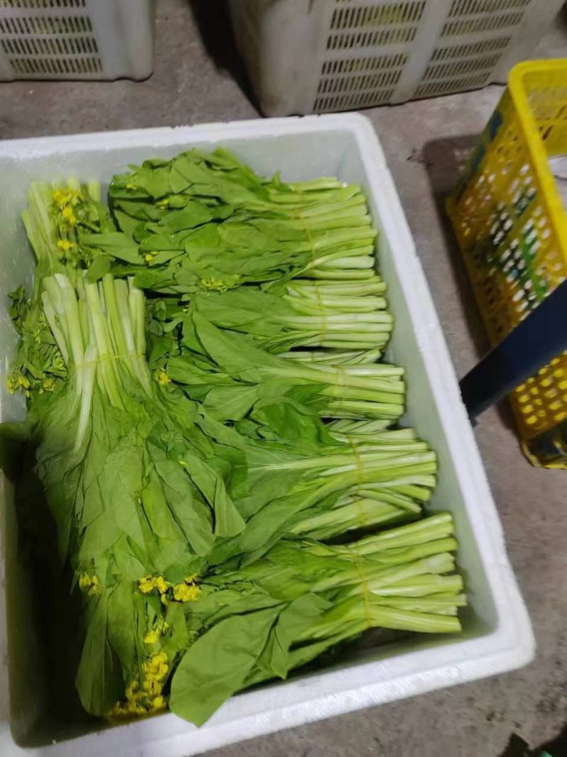 白菜苔靓货