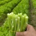 白菜苔靓货