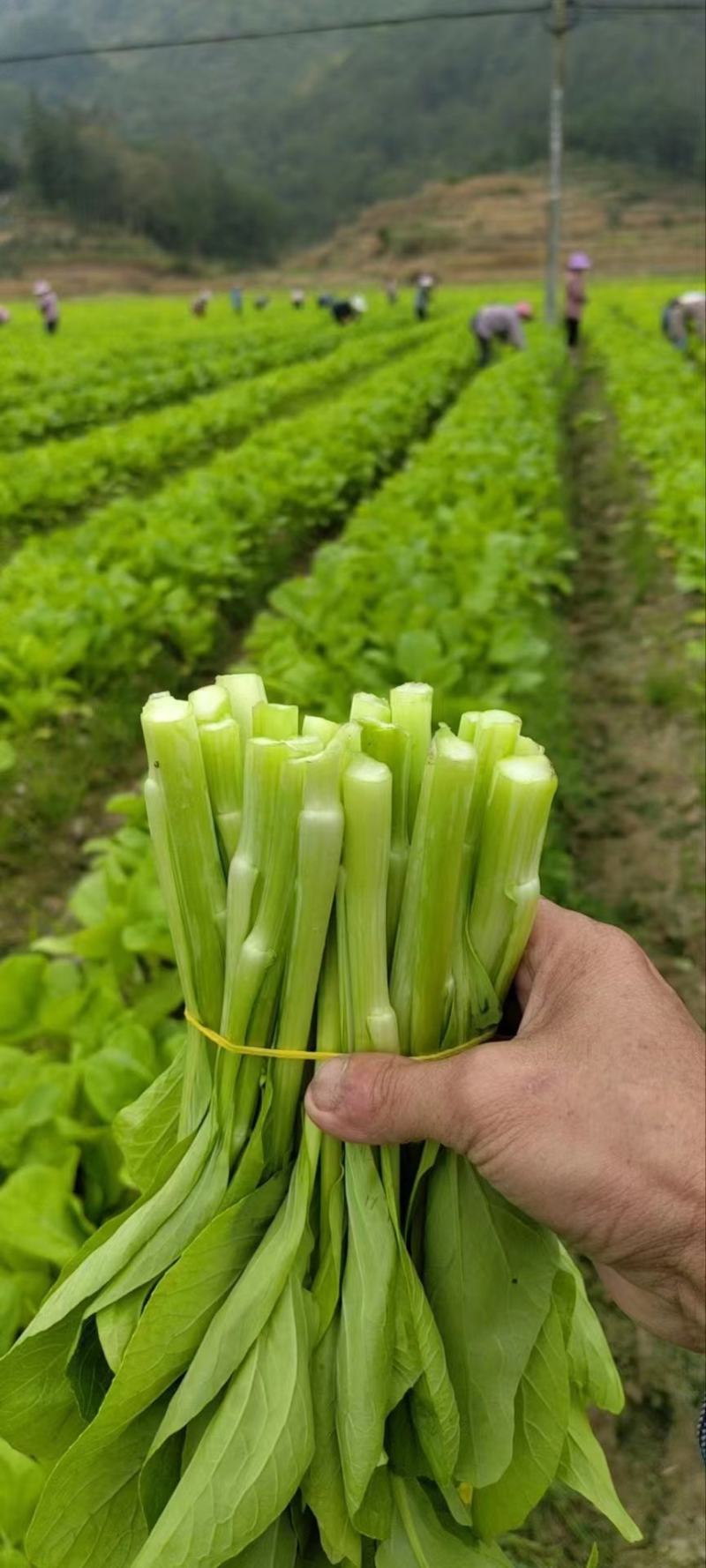 白菜苔靓货