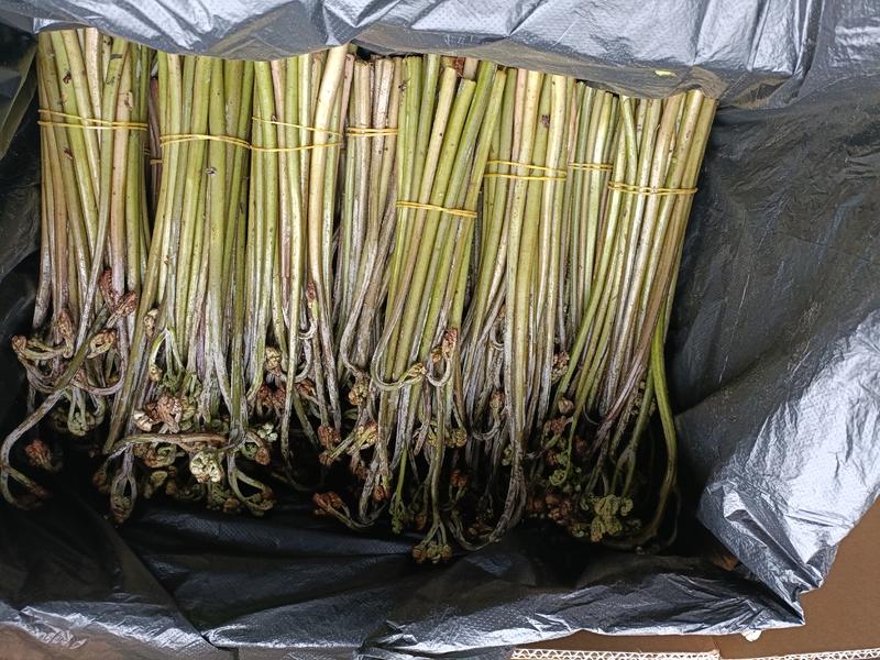 贵州高山蕨菜大量出货欢迎采购