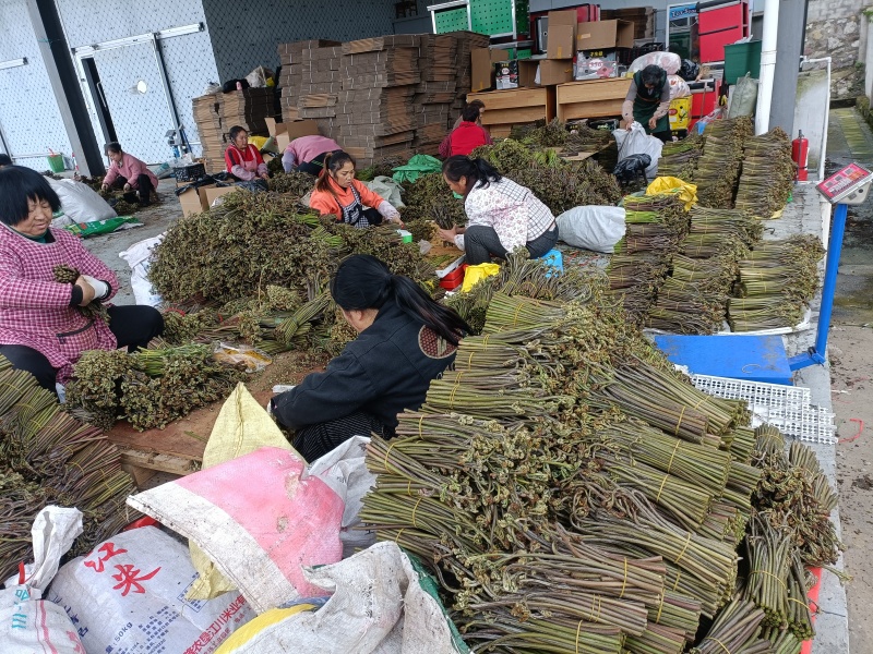 贵州高山蕨菜大量出货欢迎采购