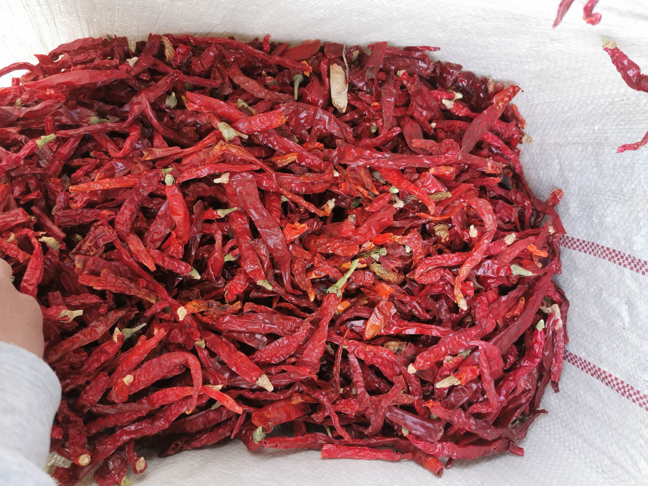 新鲜黄鳝与干辣椒的搭配