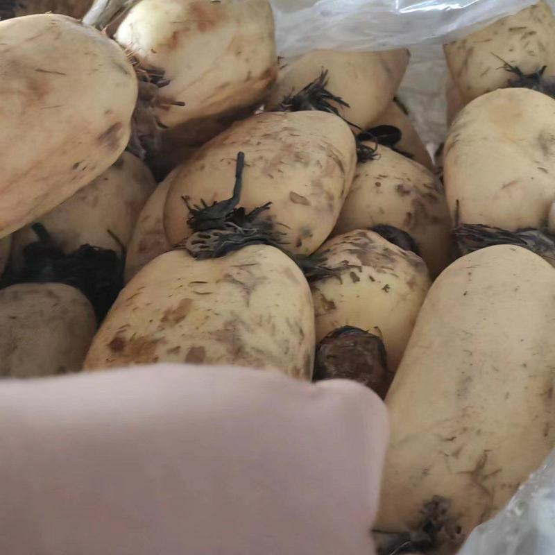 自家种的广东莲藕