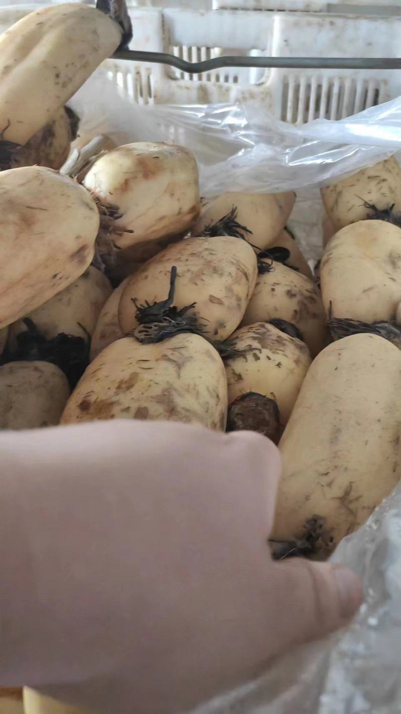 自家种的广东莲藕