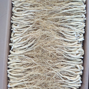 长白山西洋参腿丁须，无硫磺熏，一手货源，可代发货。