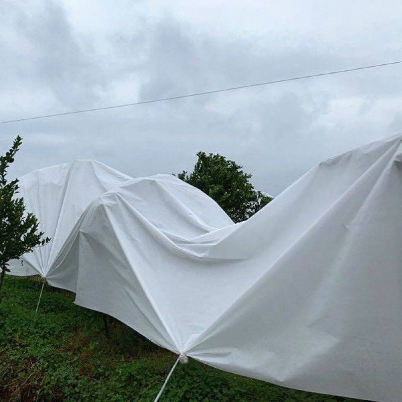 果树防雨布，樱桃、脆李抗暴晒材质，支持定制可循环使用